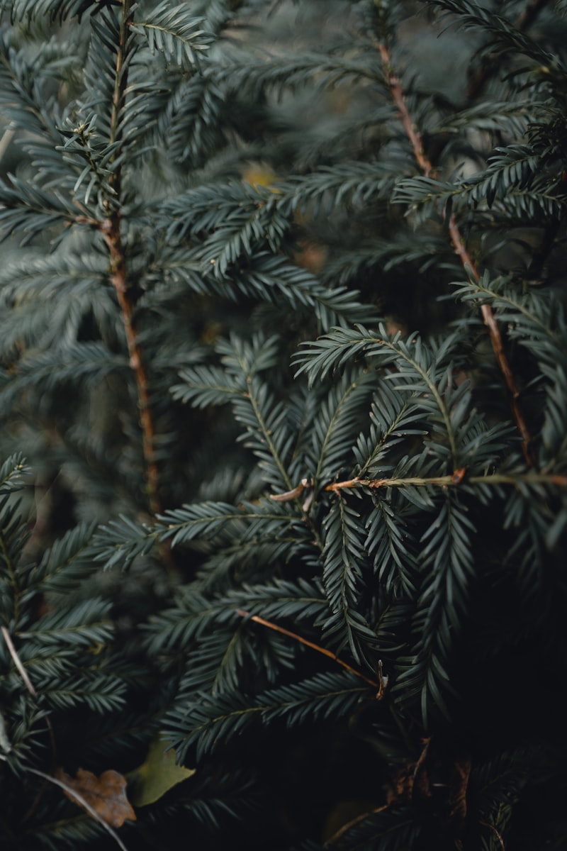 Wie Spektroskopie Meeresfrüchtebetrug aufdeckt